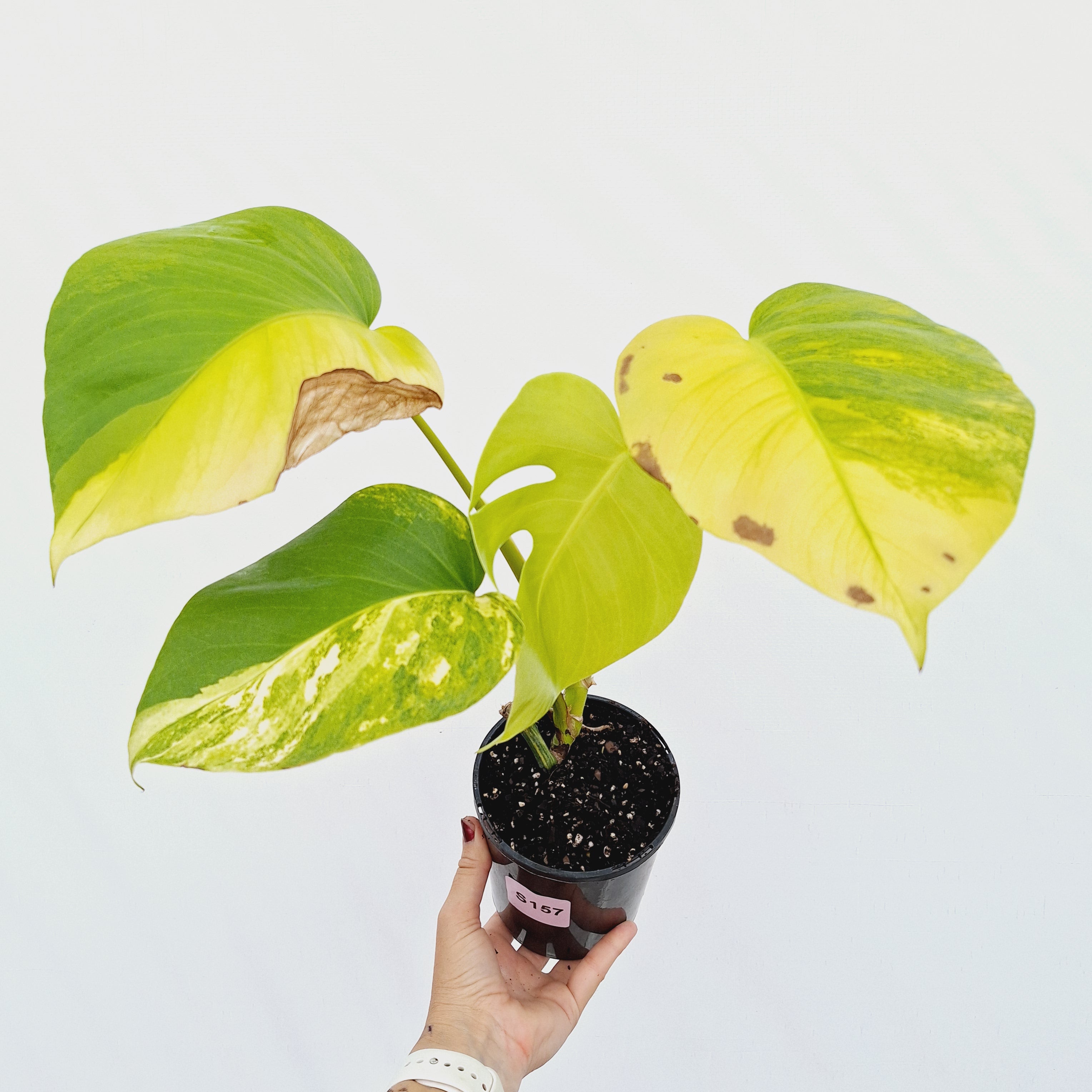 Monstera borsigiana Aurea
