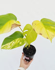 Monstera borsigiana Aurea