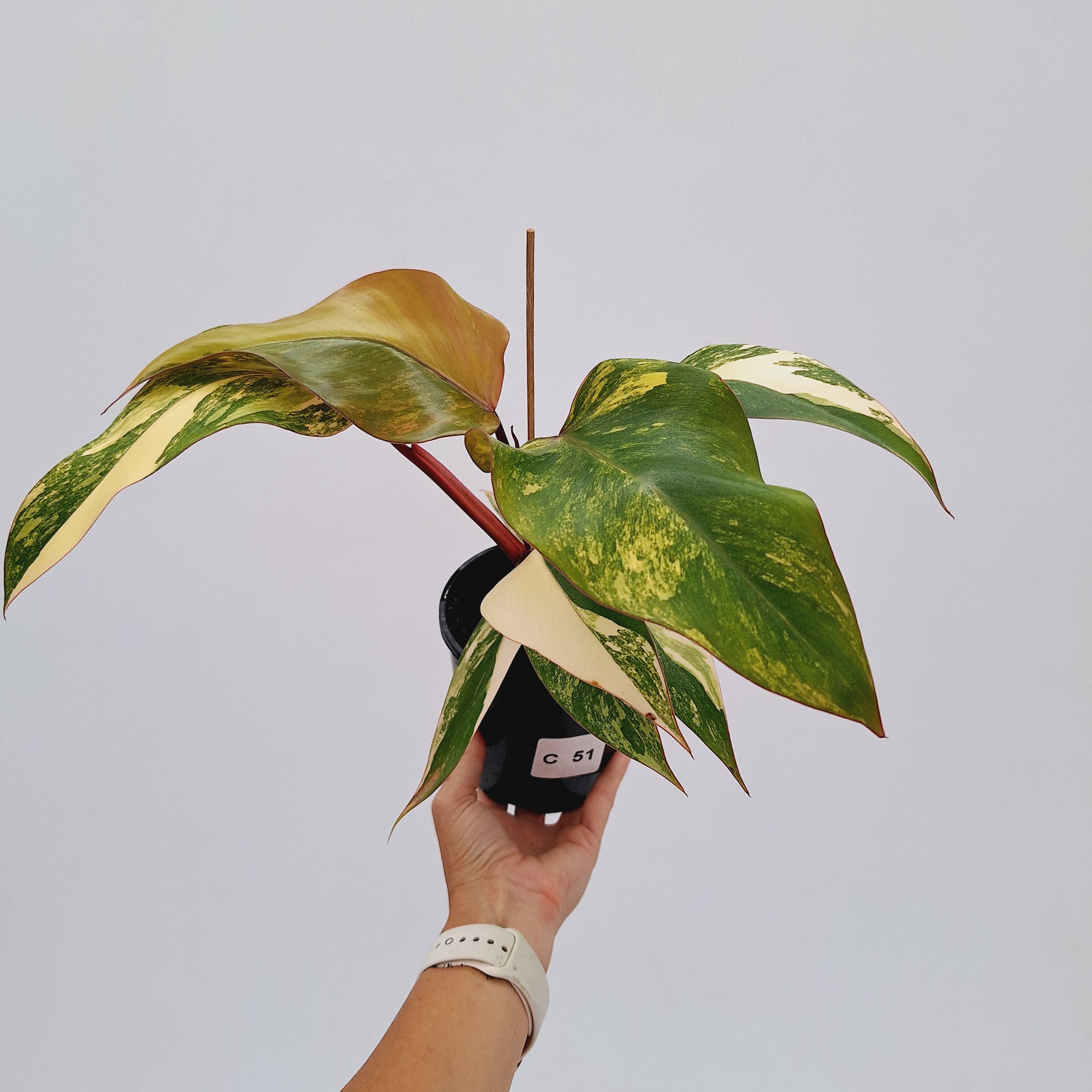 Philodendron erubescens Strawberry Shake