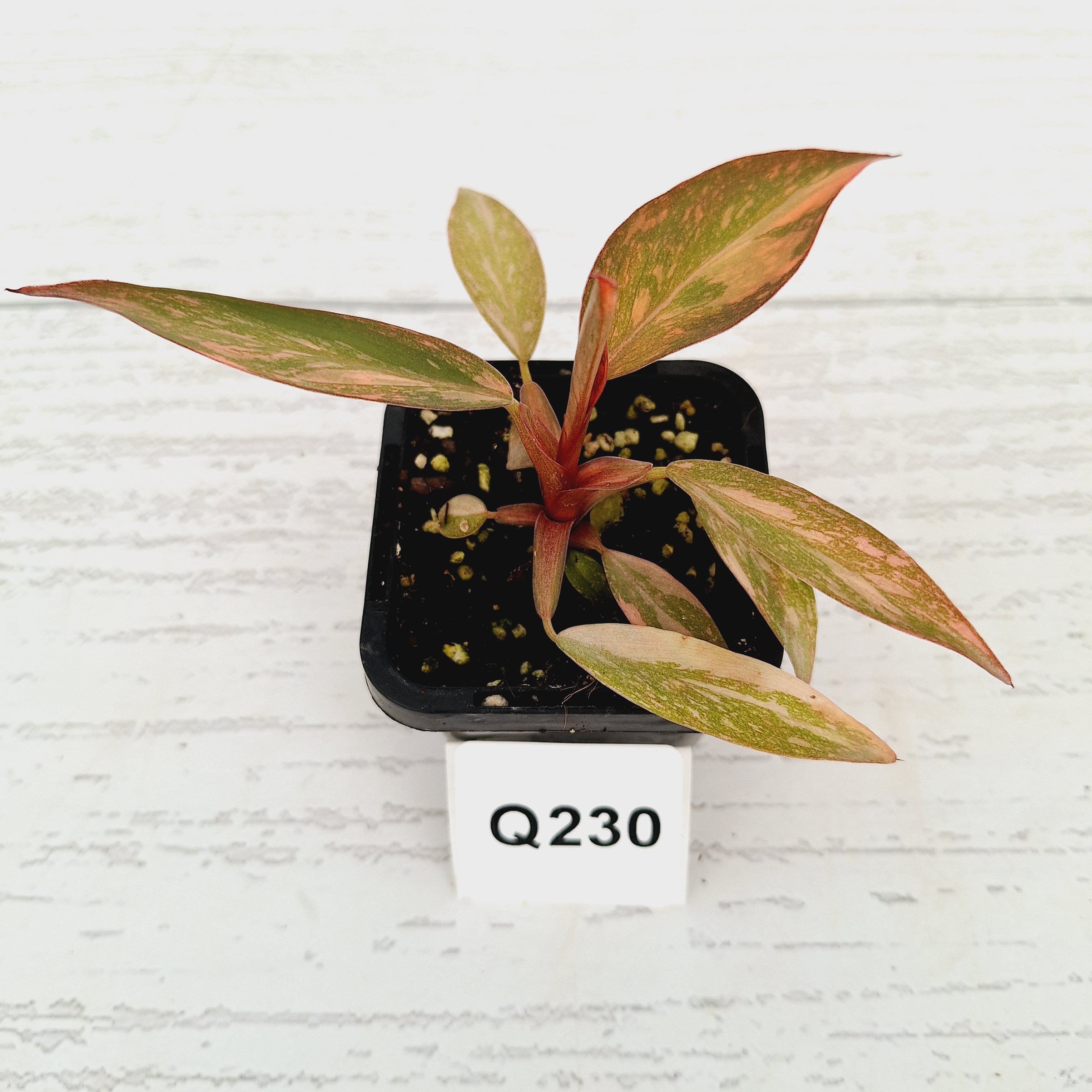 Philodendron 'Orange Princess'