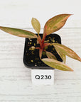 Philodendron 'Orange Princess'