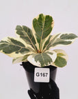 Ficus lyrata Variegata