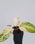 Phyllotaenium lindenii Magnificum Variegata - Bare Bottom Baby
