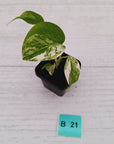 Monstera borsigiana 'Albo' - SALE
