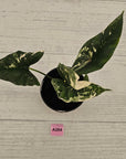 Alocasia ‘Simpo Albo’ Variegata - SALE