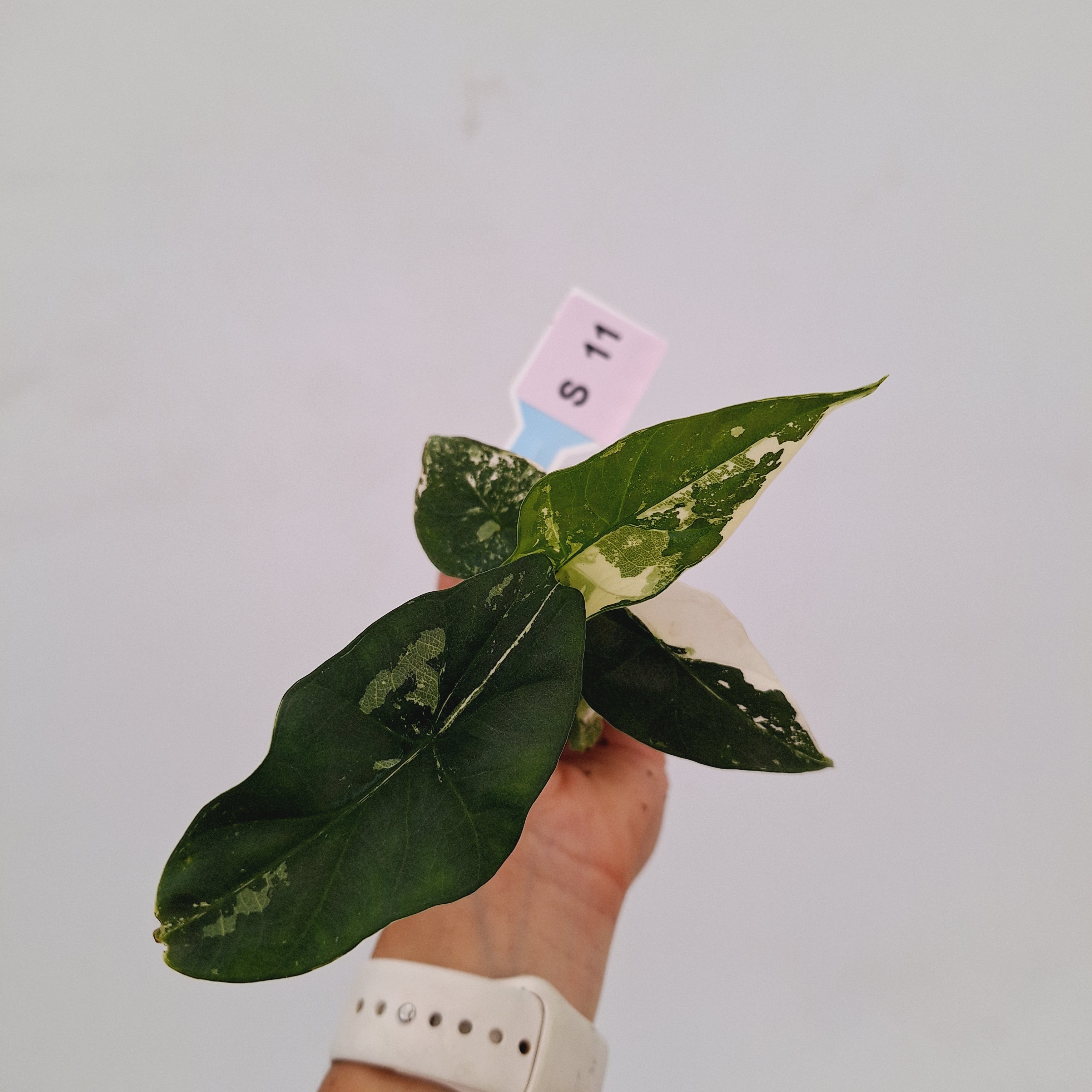 Alocasia 'Simpo' Albo Variegata- Bare Bottom Baby⁷