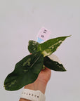 Alocasia 'Simpo' Albo Variegata- Bare Bottom Baby⁷