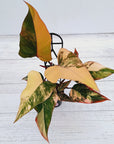 Philodendron erubescens Strawberry Shake