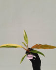 Philodendron serratum 'Caramel Marble' -flash sale