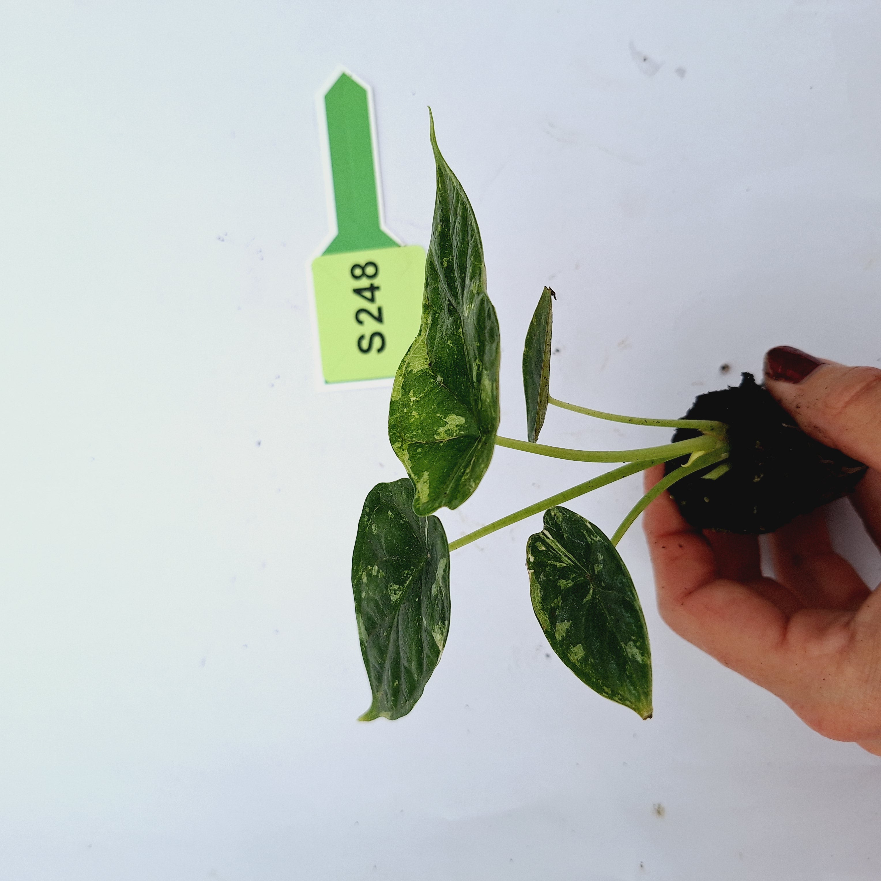 Alocasia Dragon Scale 'Marble' Variegata - Bare Bottom Baby