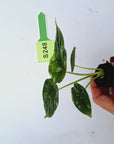 Alocasia Dragon Scale 'Marble' Variegata - Bare Bottom Baby