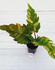Philodendron serratum Caramel Marble