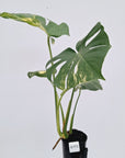 Monstera deliciosa Variegata