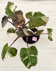 Philodendron erubescens 'Red Anderson'