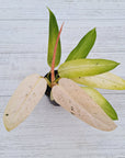 Philodendron 'Whipple Way'
