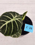 Alocasia reginula 'Ninja Variegata'