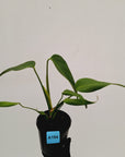 Monstera 'Burle Marx's Flame' - sale