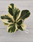 Ficus lyrata Variegata