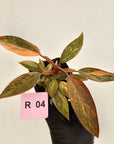 Philodendron 'Orange Princess' 70mm