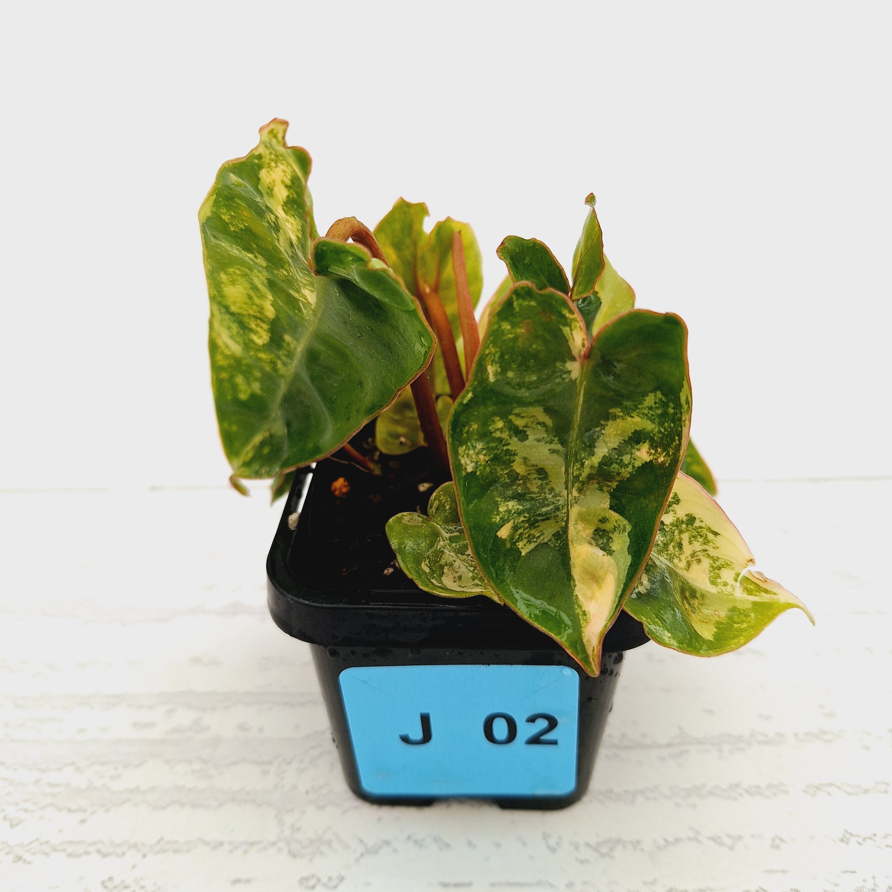 102 Philodendron billietiae variegata 極斑 102 Philodendron billietiae variegata 極斑 Philodendron billietiae