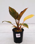 Philodendron 'Rojo Congo Variegated'