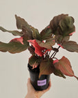 Homalomena rubescens Flaming Red Variegata
