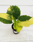 Alocasia Odora 'California Aurea Variegata'