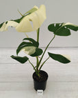 Monstera borsigiana 'Albo'