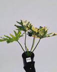 Thaumatophyllum bipinnatifidum variegata