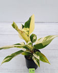 Philodendron imperial green variegata