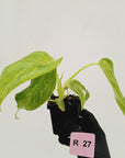 Philodendron giganteum Blizzard - SALE