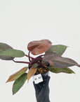 Philodendron 'Orange Princess' - FLASH SALE