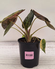 Alocasia ‘wentii’ Variegated - Sale