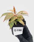 Philodendron 'Orange Princess'