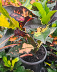 Codiaeum variegatum Croton Wilma