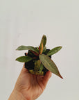 Philodendron 'Orange Princess'