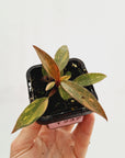 Philodendron 'Orange Princess'