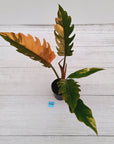 Philodendron serratum 'Caramel Marble' -flash sale