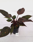 Philodendron 'Orange Princess'