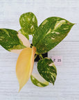 Philodendron Green Congo Variegata (Nuclear)