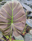 Alocasia Regal 'Shields'