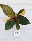 Philodendron 'Rojo Congo Variegated' - SALE