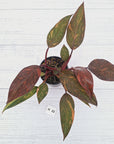 Philodendron 'Orange Princess' - FLASH SALE