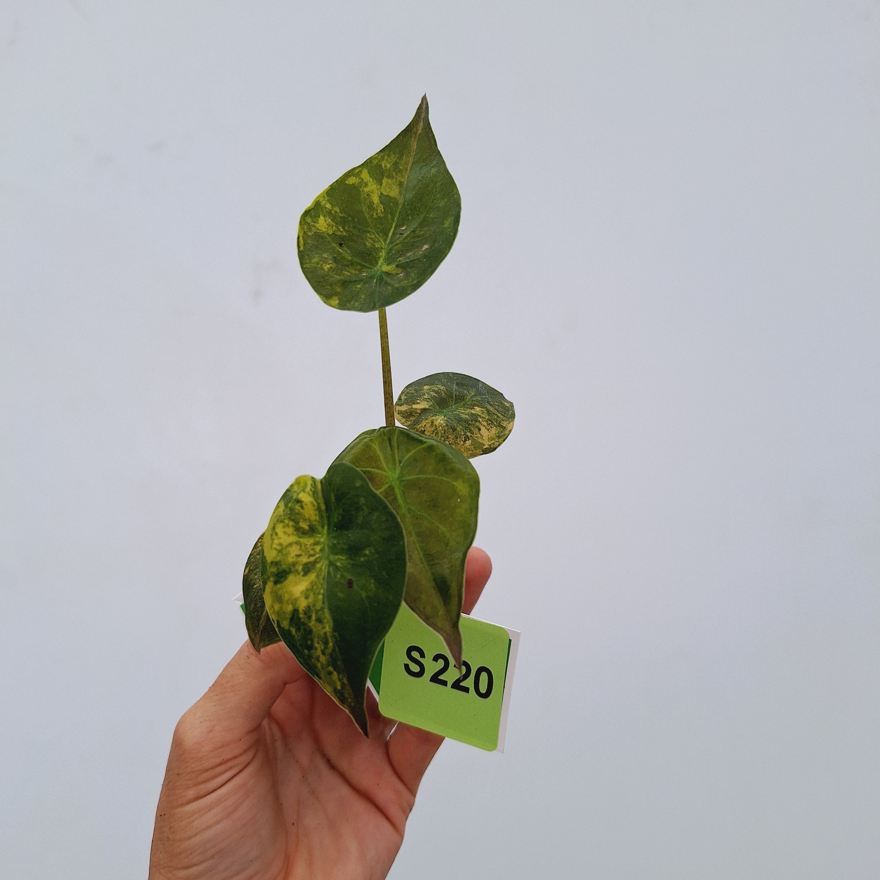 Alocasia ‘wentii’ Variegated - Bare Bottom Baby