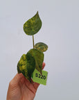 Alocasia ‘wentii’ Variegated - Bare Bottom Baby