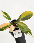 Philodendron 'Rojo Congo Variegated' - SALE