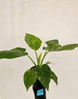 Philodendron giganteum Blizzard - SALE