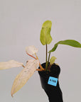 Philodendron 'Whipple Way' SALE