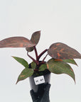 Philodendron 'Orange Princess' - FLASH SALE