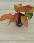 Philodendron 'Orange Princess' Sport